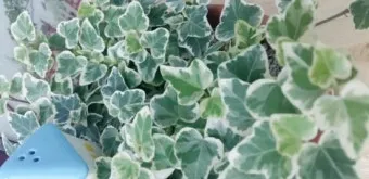 아이비 물주기 수경재배 삽목번식 빛관리 초보도 금방 성공_14