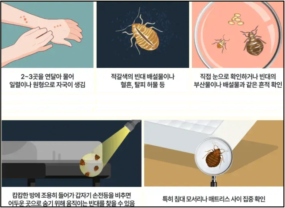 빈대퇴치법-물렸을때-증상