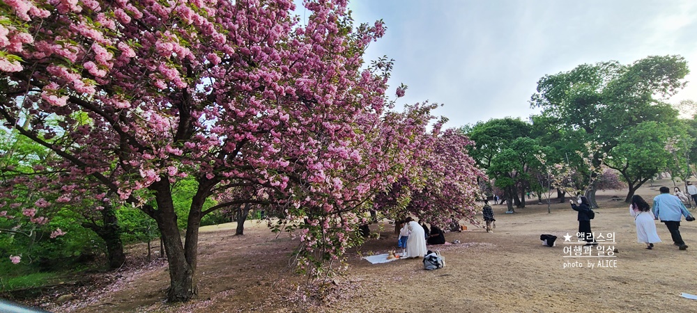 경주 불국사 겹벚꽃 위치, 명소 왕벚꽃 개화시기 (지금 만개), 주차정보