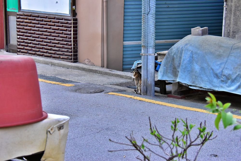 서감마을에서 본 고양이