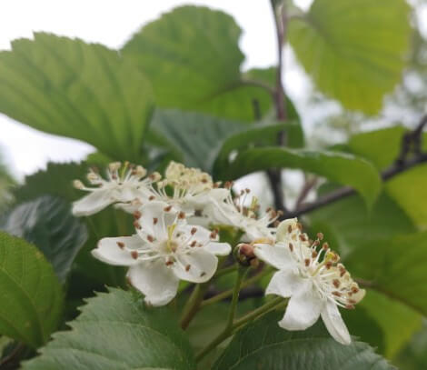 화담숲 모노레일 예매하기