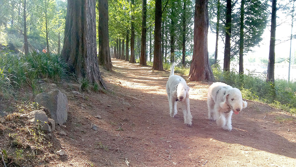 서울둘레길 7-1코스 봉산&middot;앵봉산 메타쉐콰이어숲