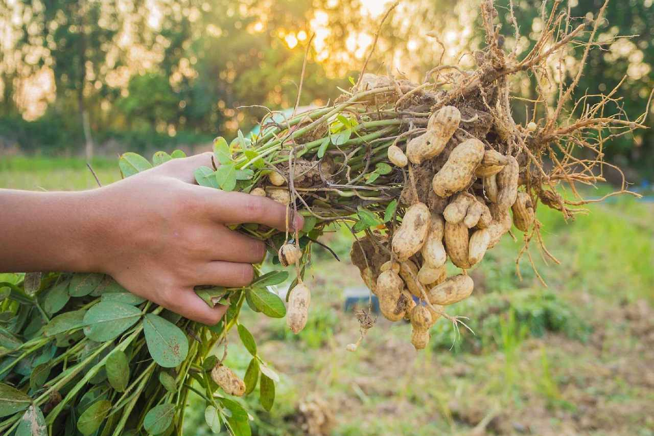 땅콩 수확시기