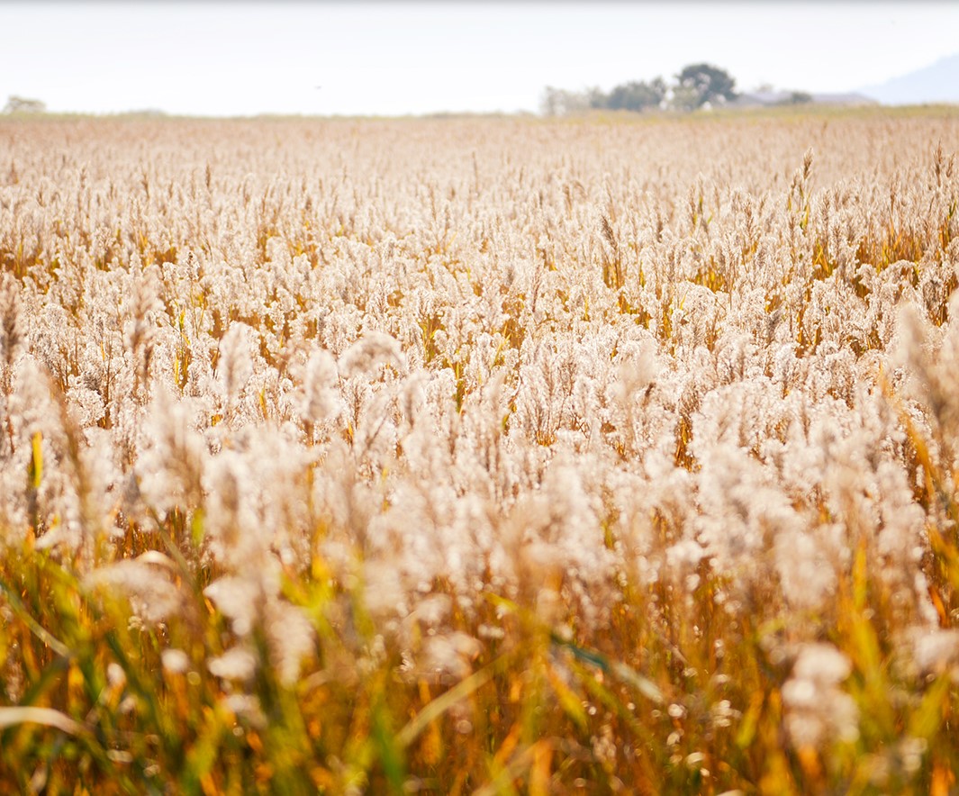 순천만 국제 정원 박람회