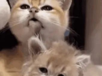 고양이 그루밍 효과, 그루밍 서열 정리, 집사 그루밍 이유, 오버그루밍_31