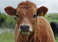 원숭이띠 남자와 잘맞는 띠,원숭이띠남자의 띠궁합(9)