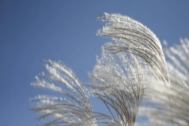 서울 억새축제 2025 일정위치 총정리로 안내_5