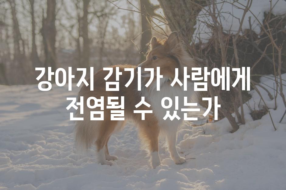 강아지 감기가 사람에게 전염될 수 있는가