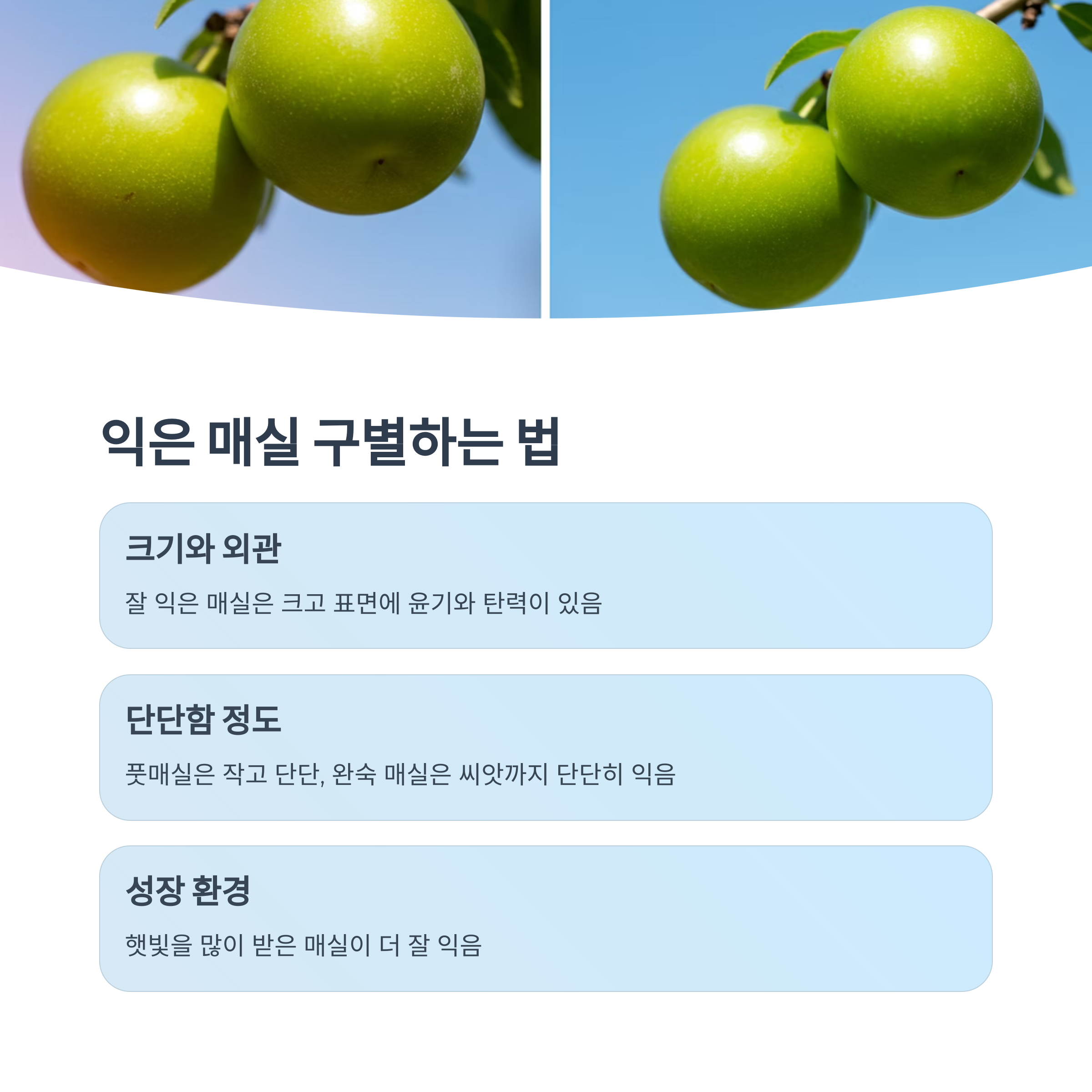 익은 매실과 덜 익은 매실 구별법