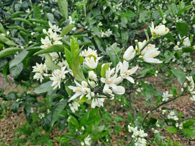 제주도 5월은 귤꽃 향기 가득한 시간