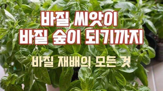 바질 재배 실내 재배 가지 치기 잎 수확_2