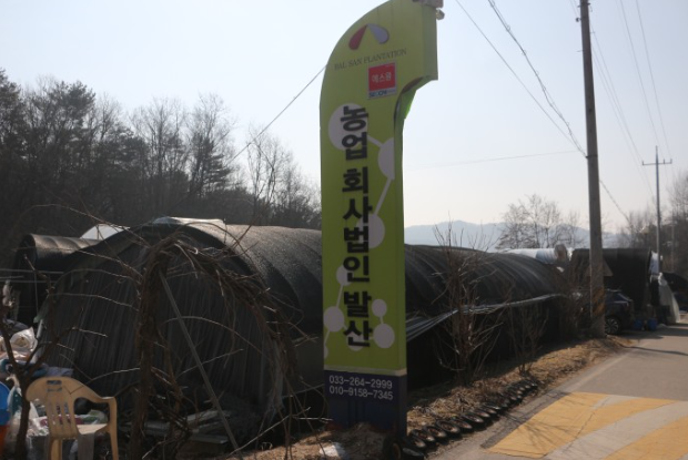 [6시 내고향] 춘천 잎새버섯 판매 택배주문 구매