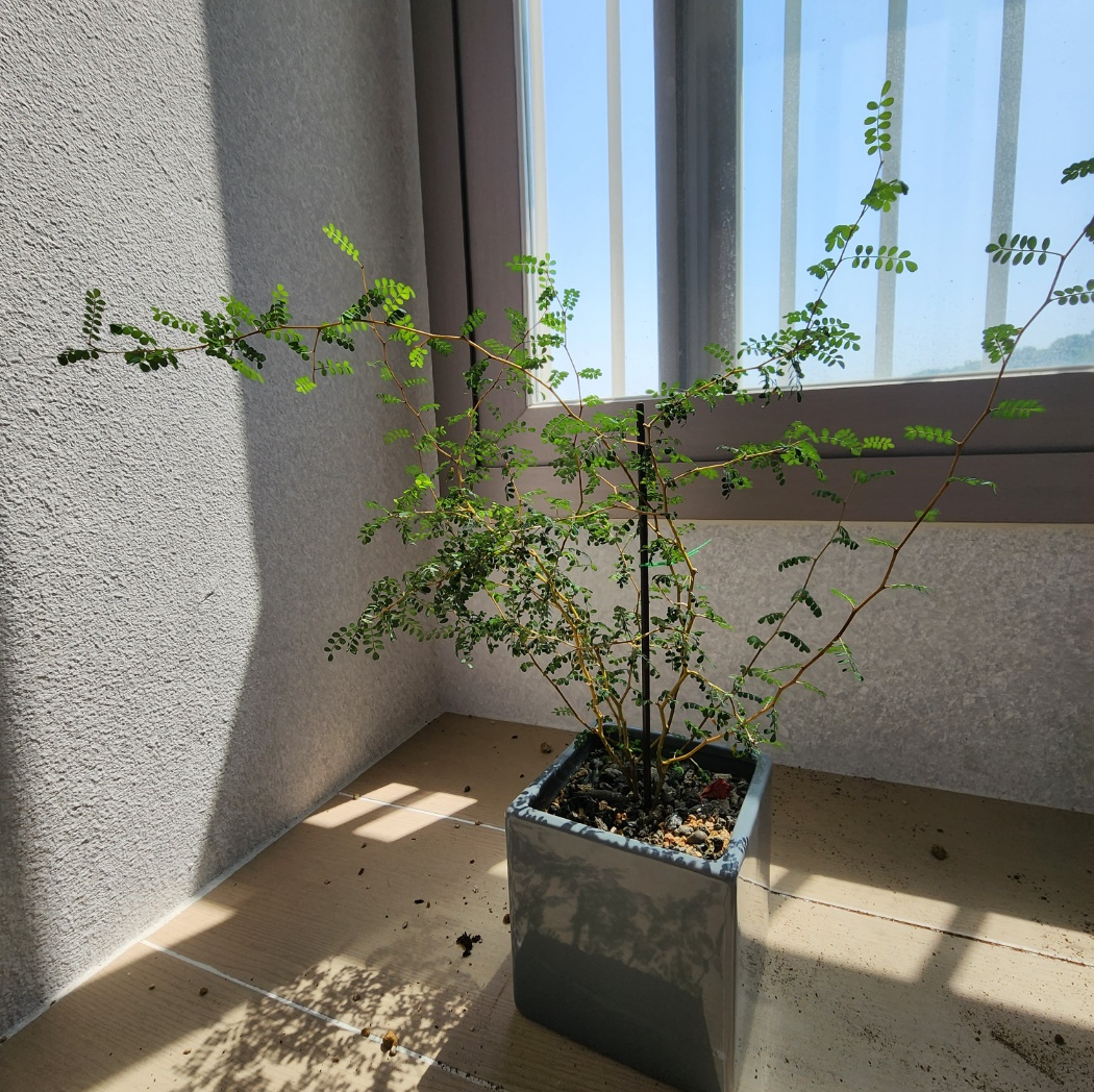 매우 건강했던 소포라