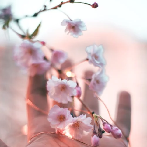 25년 벚꽃 개화시기 전국 일정