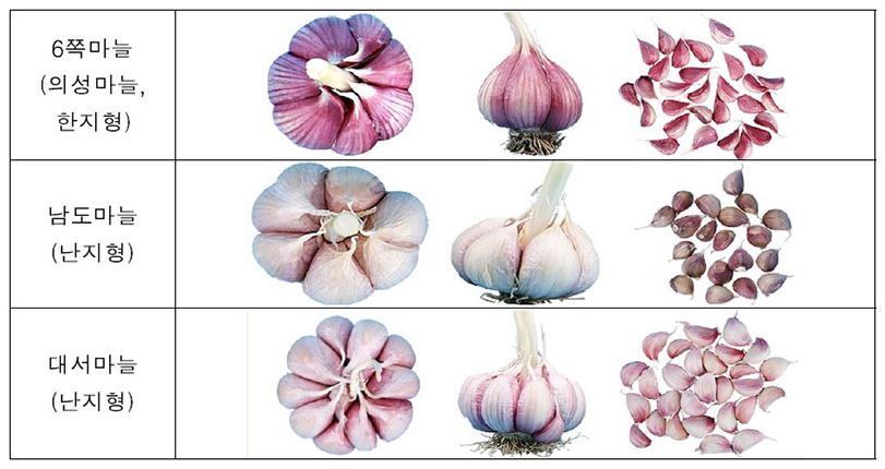 마늘 종류