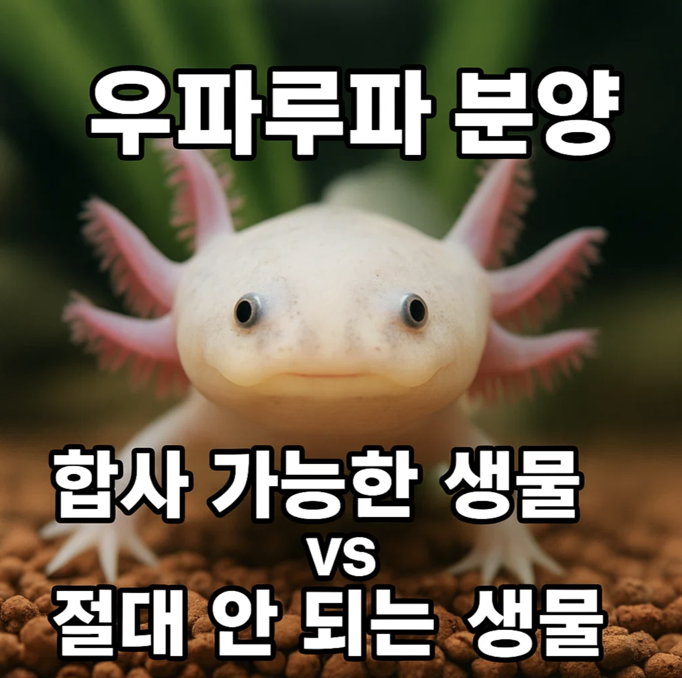 우파루파 분양, 합사 가능한 생물 vs 절대 안 되는 생물
