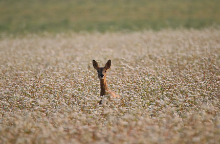 생물 다양성 감소의 심각성과 원인