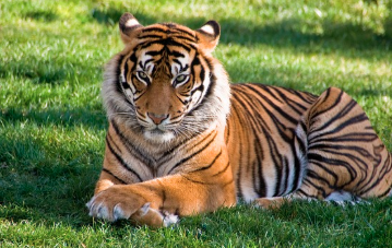 호랑이 꿈해몽, 길몽일까 흉몽일까? (상황별, 색깔별 의미)