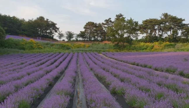 2024 고창청농원 라벤더시즌 축제 일정 개화 입장료 장소