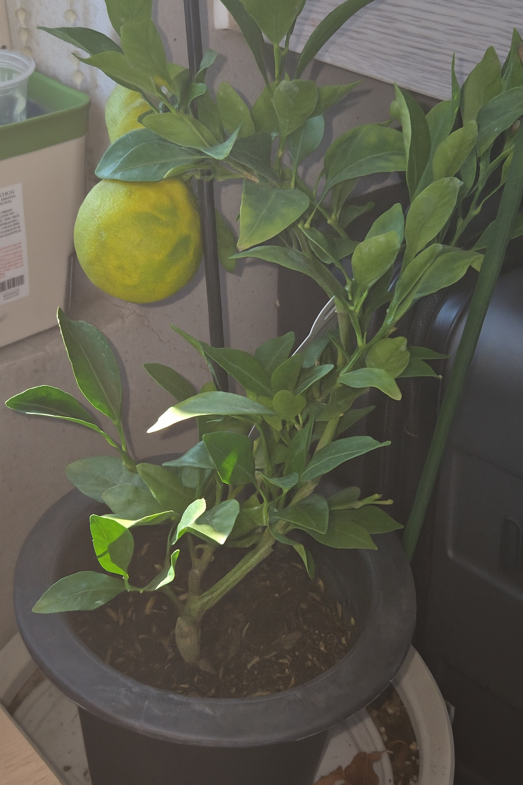 글쓴이가 키우는 한라봉 화분 사진