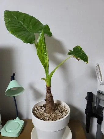 알로카시아 키우기 물주기 햇빛온도 관리 잎 크게 키우는 법_15