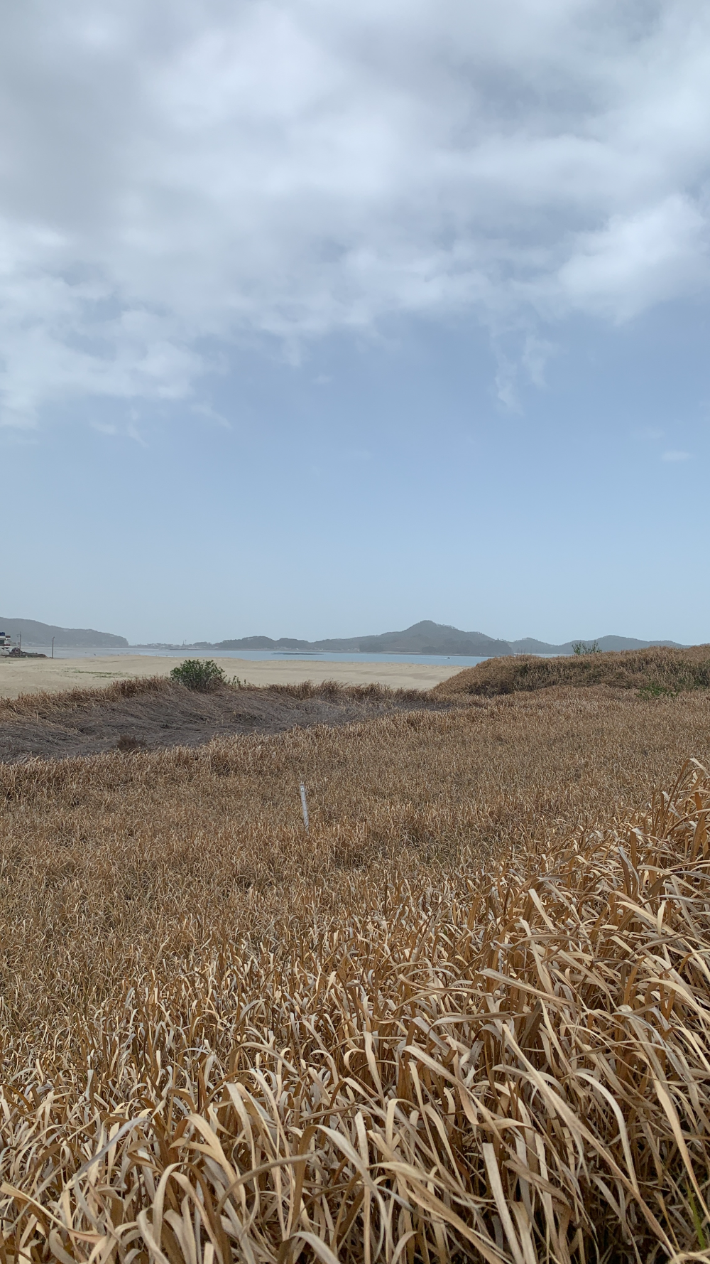 신두리 해안 사구 꼭대기 전망