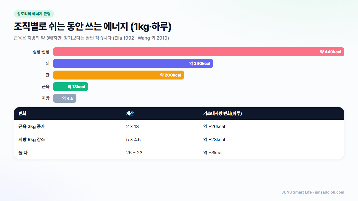 근육 13kcal, 지방 4.5kcal, 간 200kcal, 뇌 240kcal, 심장·신장 440kcal — 조직 1kg이 하루 쉬는 동안 쓰는 에너지 비교 도식 (Elia 1992, Wang 외 2010)