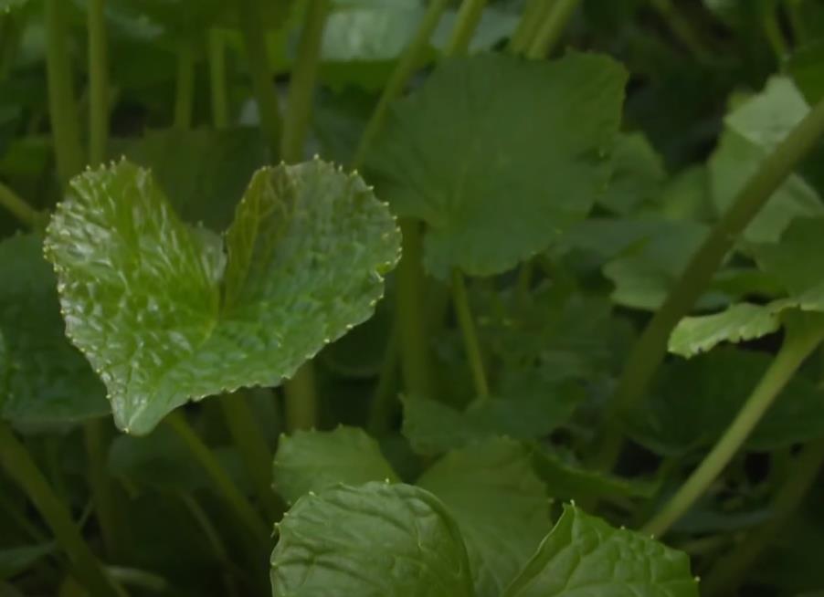 재배중인 생방송투데이 고추냉이 잎