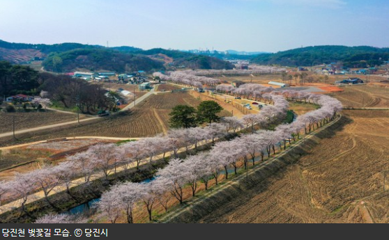 당진천-벚꽃길-1