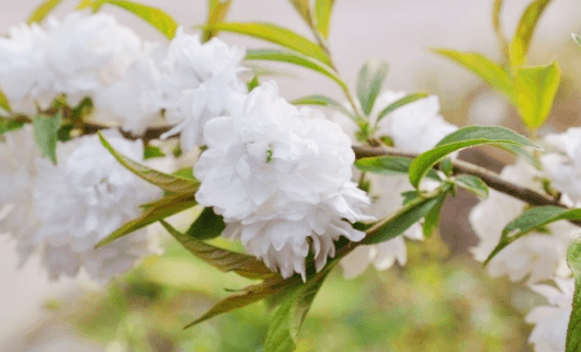 옥매화 황매화 홍매화 포토 꽃말 키우기와 가지치기 알아보기