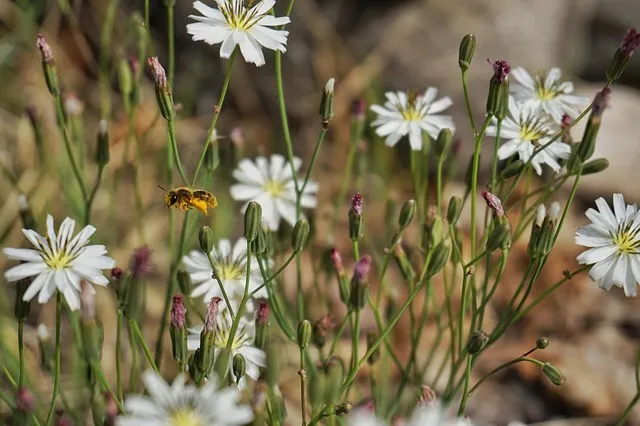 씀바귀 고들빼기 차이점 효능 비교_3