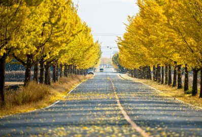 가을에 꼭 가봐야할 경주여행 BEST 5