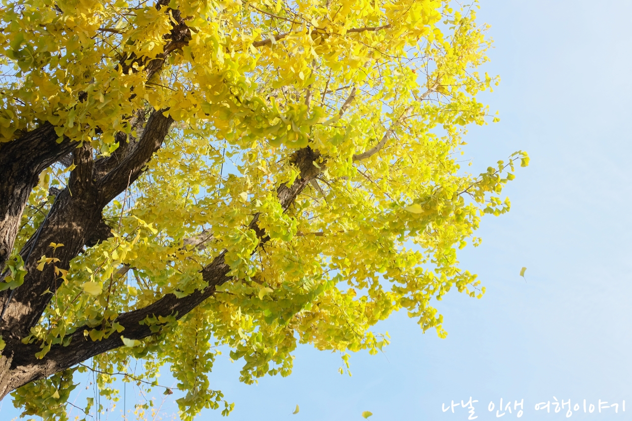 “곡교천변_은행나무길_09”data-origin-width=