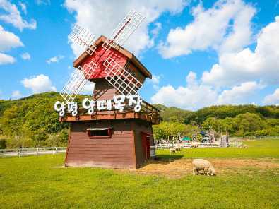 양평 양떼목장의 푸른 초원 위에 서 있는 풍차와 풀을 뜯는 양의 모습