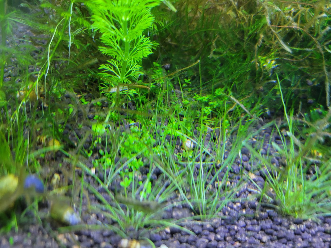 번지고 있는 미크란테뭄