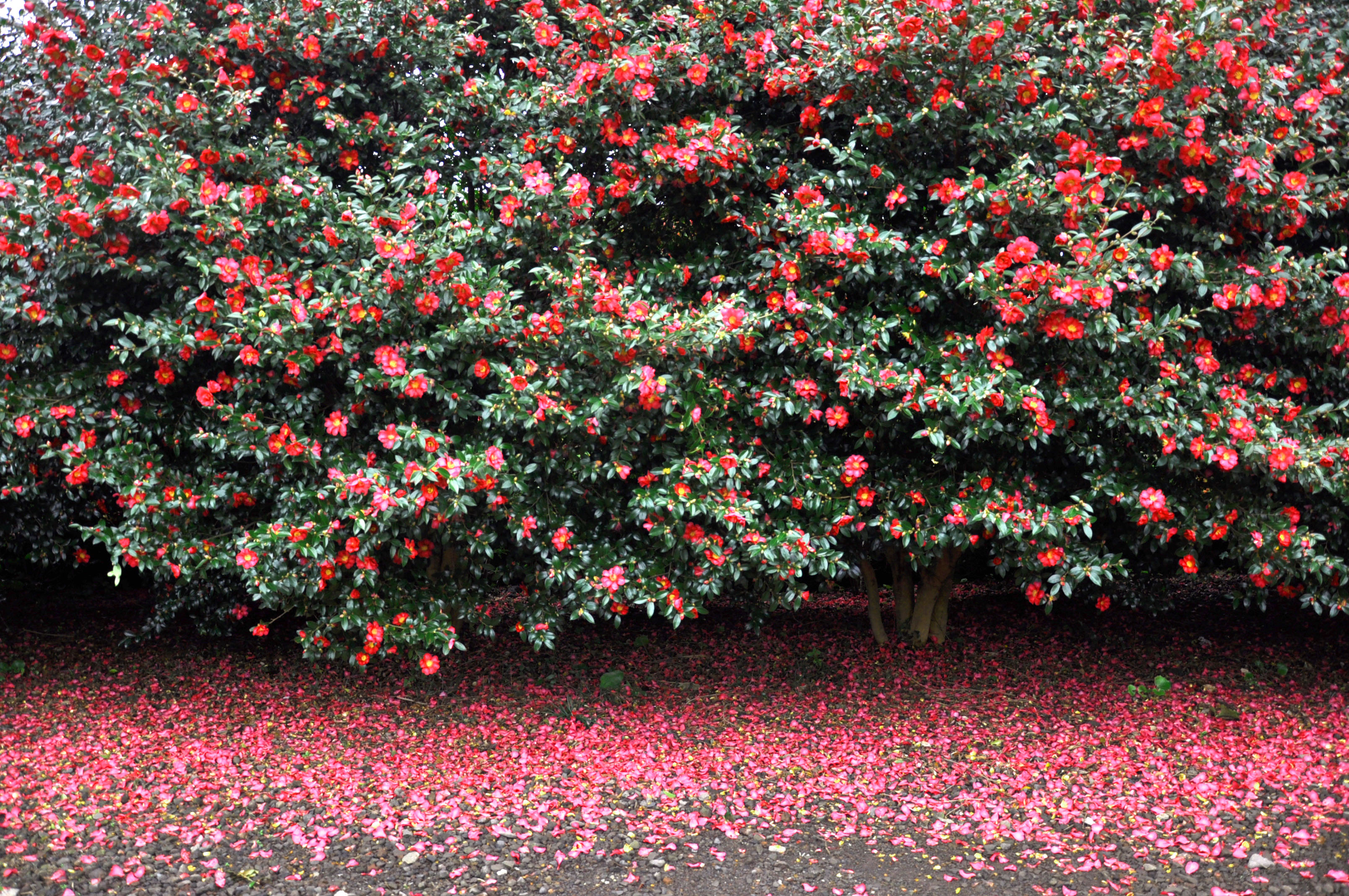 겨울에만 볼 수 있는 제주 동백꽃 명소 추천 BEST 05 할인입장권 포함