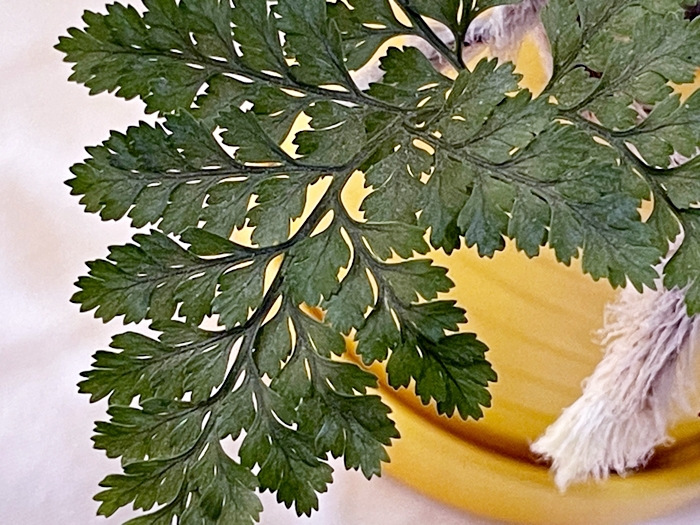 포자낭-양치식물