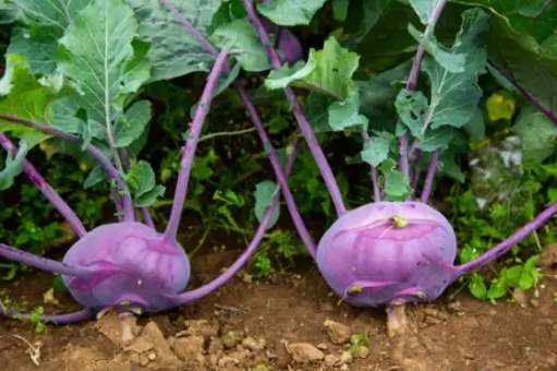 콜라비