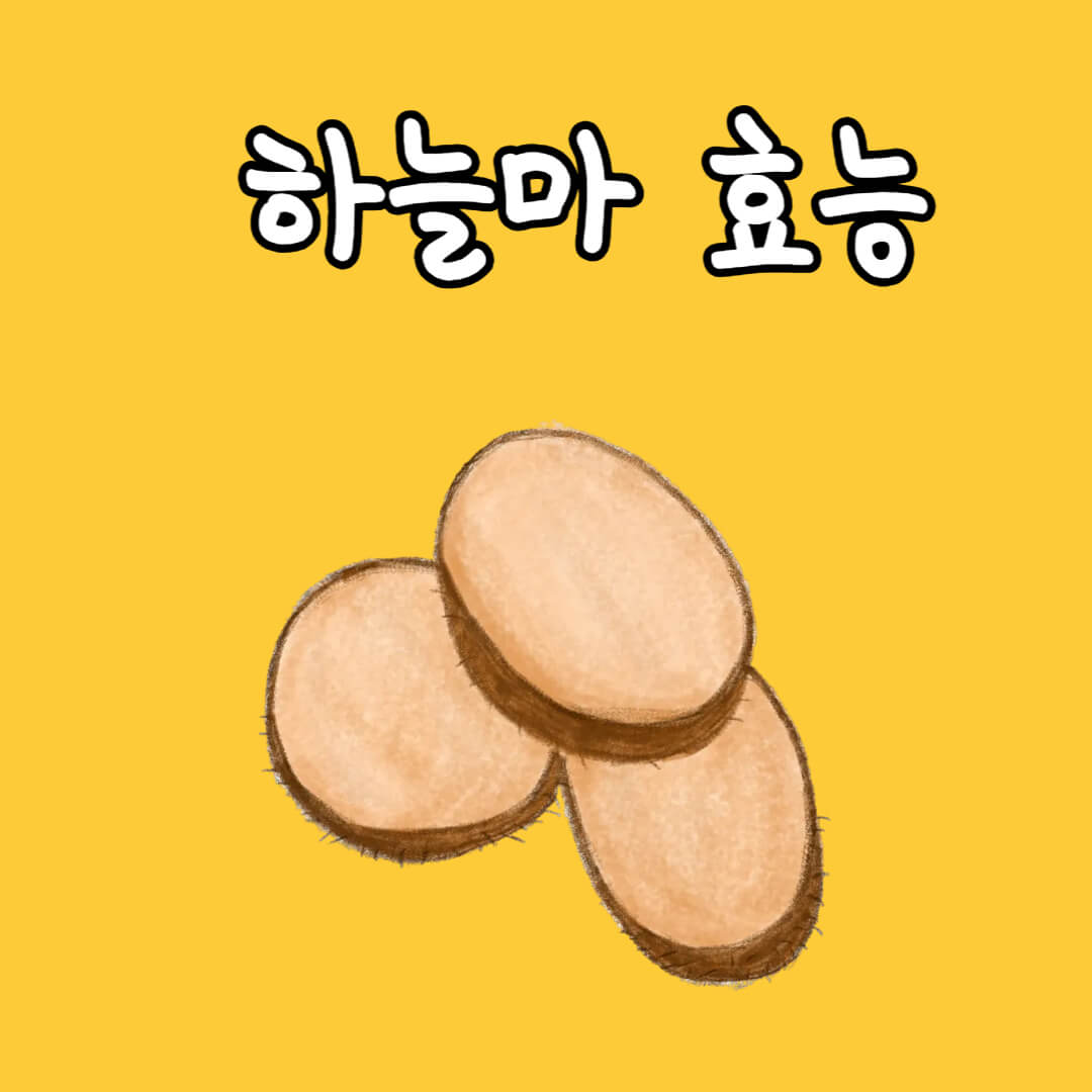 하늘마 효능 먹는 방법 보관방법 부작용
