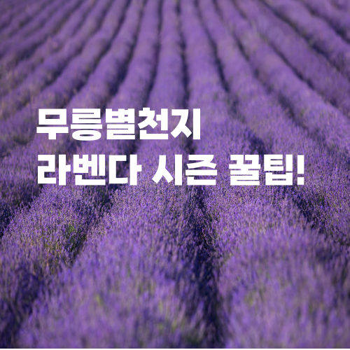 무릉별천지 라벤다 시즌별 방문 꿀팁 총정리