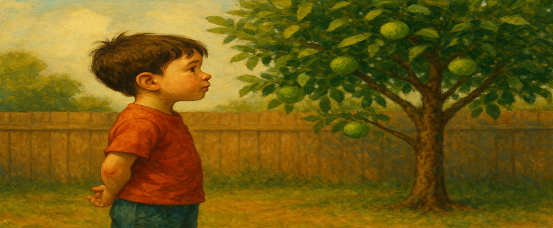 라임오렌지나무