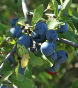 백내장에 좋은 음식 영양제 식단