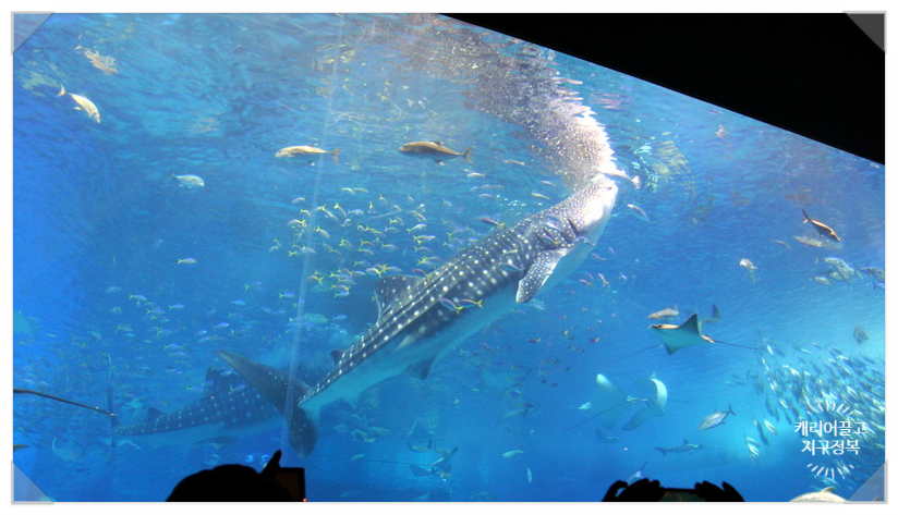 세부 오슬롭 고래상어