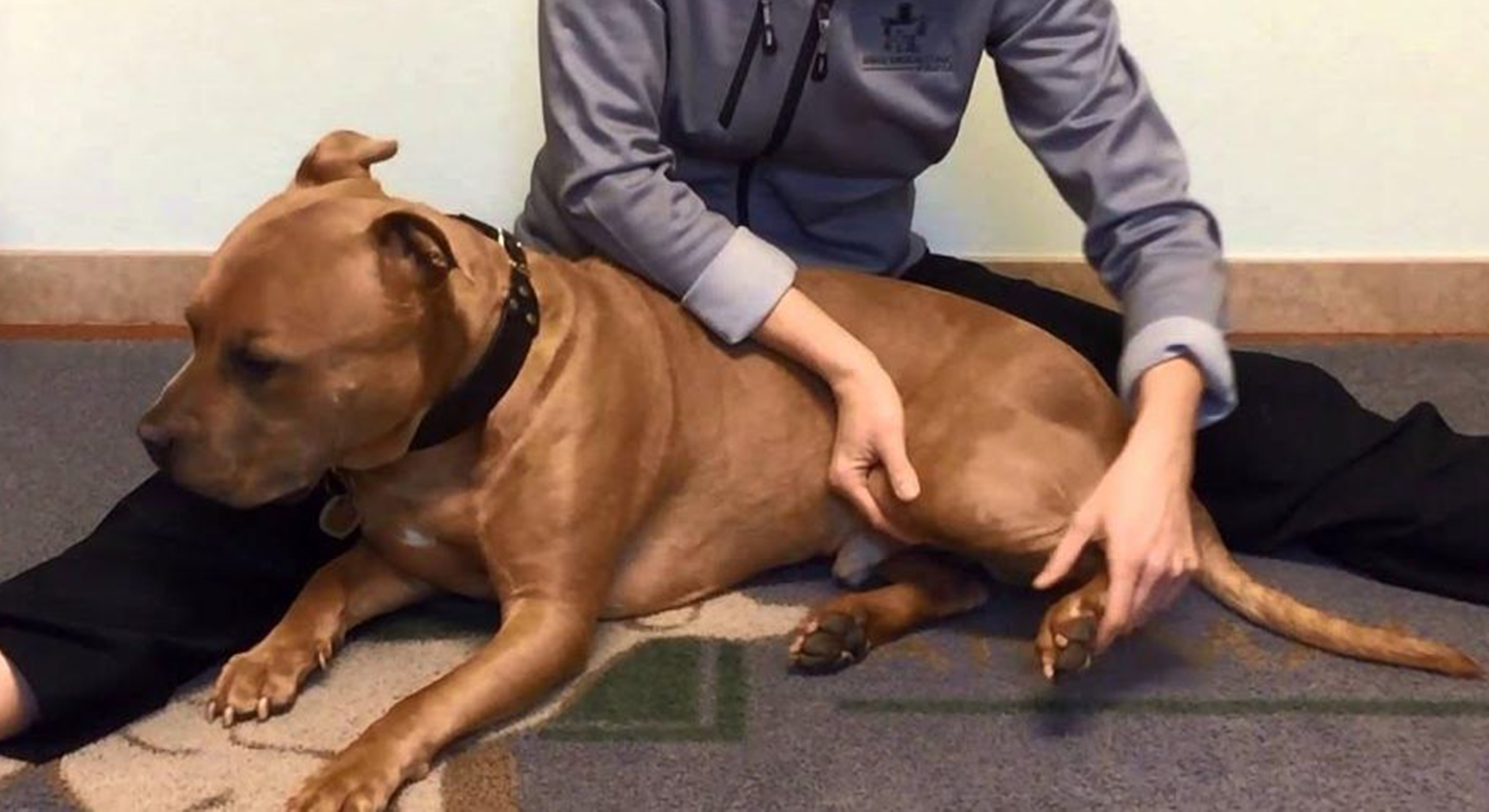 강아지다리마사지