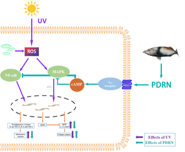 리쥬비넥스 크림 효과