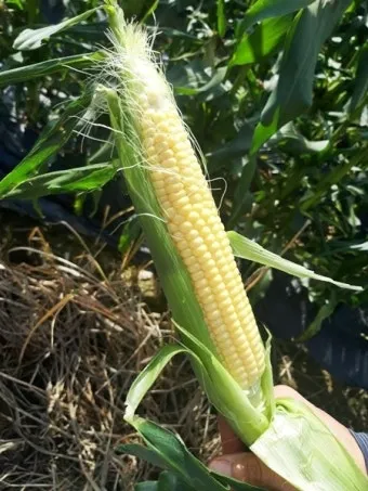 옥수수 재배 수분 수정 바람 피해 예방 거름 주기_6