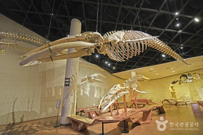 고래 실물 골격 표본이 여러개 있다.