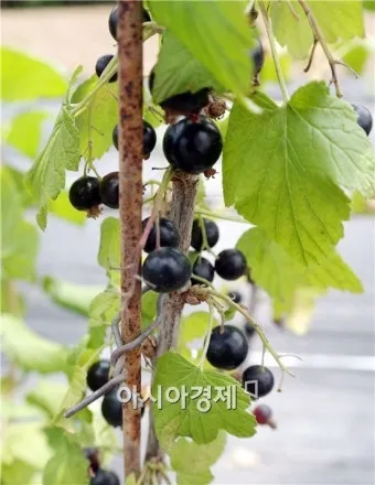 블랙커런트 재배 전정 관리 통풍 확보 병해 줄이기_13