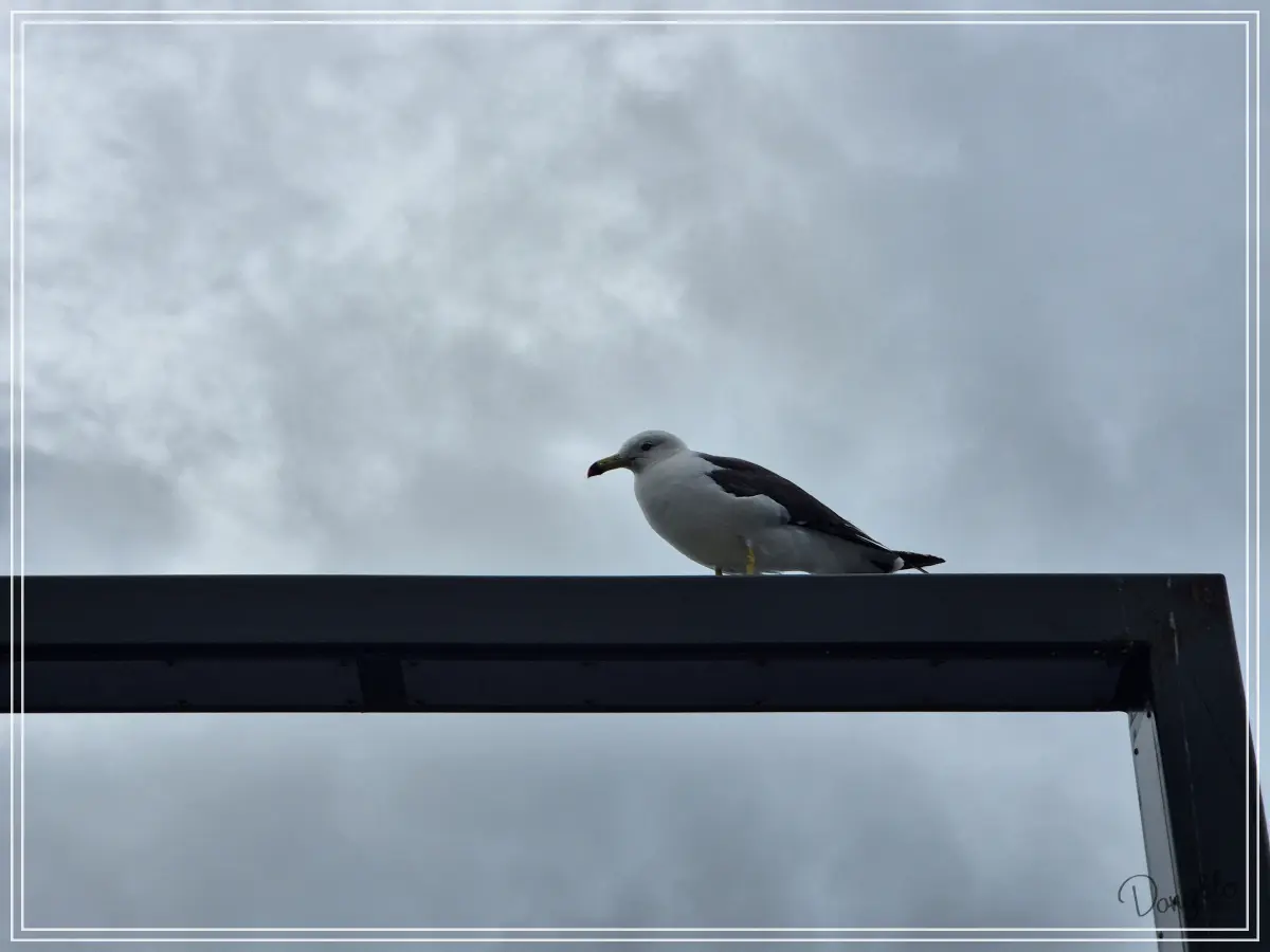 전라도-군산-가족여행-가볼만한-곳-장자도-갈매기