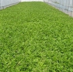 미나리 효능 부작용 고르는법 칼로리